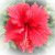 Hawaii Hibiscus red